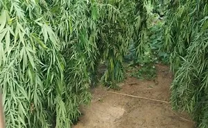 PF destrói 132 mil pés de maconha em operação no norte da Bahia